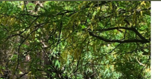 Episode 82 – Pick your Paradise- Water Independent Tucson- 100k for Poetry